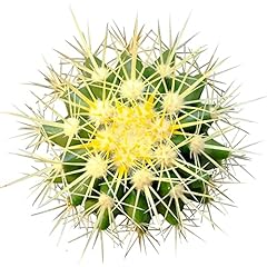 Golden barrel cactus for sale  Delivered anywhere in USA 
