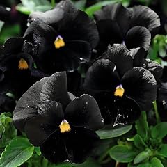 Pansy atlas black for sale  Delivered anywhere in UK