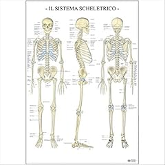 Sistema scheletrico dell usato  Spedito ovunque in Italia 