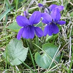 Kings seeds viola for sale  Delivered anywhere in USA 