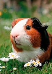 Guinea pig lenticular for sale  Delivered anywhere in USA 