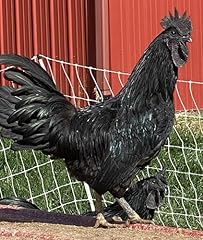 Barnyard mix chicken for sale  Delivered anywhere in USA 