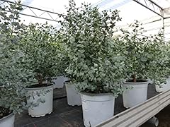 Gruenwaren jakubik eucalyptus gebraucht kaufen  Wird an jeden Ort in Deutschland