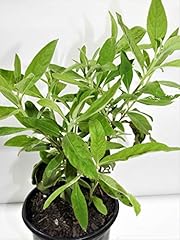 Salvia sage full for sale  Delivered anywhere in USA 