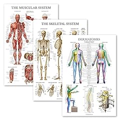 Pack muscle skeleton for sale  Delivered anywhere in Ireland