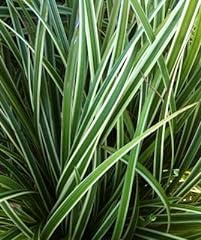 Classy groundcovers carex for sale  Delivered anywhere in USA 
