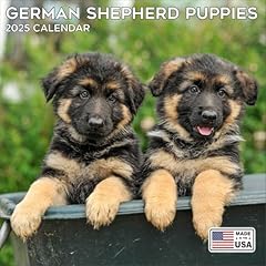 2025 german shepherd for sale  Delivered anywhere in USA 