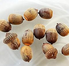 Water oak acorns for sale  Delivered anywhere in USA 