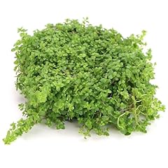 K2aqua hemianthus callitrichoi for sale  Delivered anywhere in UK