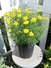 Coreopsis verticillata zagreb for sale  Delivered anywhere in USA 