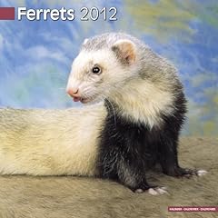 Ferrets for sale  Delivered anywhere in Ireland