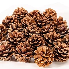 24pcs natural pine for sale  Delivered anywhere in USA 