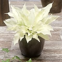 Hosta white feather d'occasion  Livré partout en Belgiqu