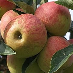 Apfelbaum elstar beliebter gebraucht kaufen  Wird an jeden Ort in Deutschland