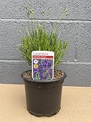 Pack english lavender for sale  Delivered anywhere in UK