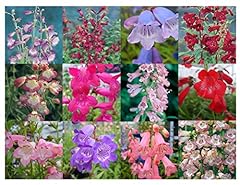 Penstemon mixed collection for sale  Delivered anywhere in Ireland