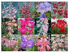 Penstemon mixed collection for sale  Delivered anywhere in UK