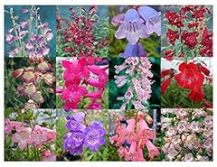 Penstemon mixed collection for sale  Delivered anywhere in Ireland