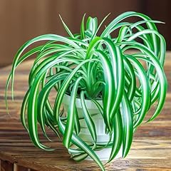 Yougarden chlorophytum comosum for sale  Delivered anywhere in UK