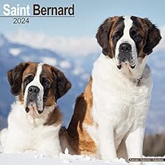 Saint bernard bernhardiner gebraucht kaufen  Wird an jeden Ort in Deutschland