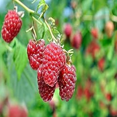 Joan raspberry plants for sale  Delivered anywhere in USA 