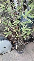 9eztropical black bamboo for sale  Delivered anywhere in USA 