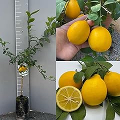 Citronnier savini vivai d'occasion  Livré partout en France