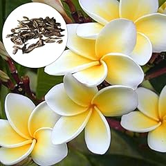 Semi plumeria per usato  Spedito ovunque in Italia 