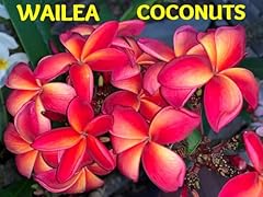 Plumerias hawaiian lei for sale  Delivered anywhere in USA 