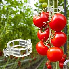 Dalzom 300pcs tomato for sale  Delivered anywhere in USA 