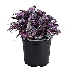 Persian shield expert for sale  Delivered anywhere in USA 