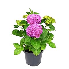 Hydrangea plant pink for sale  Delivered anywhere in UK