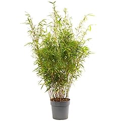 Fargesia rufa hardy for sale  Delivered anywhere in UK