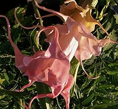 Dalens amour brugmansia for sale  Delivered anywhere in USA 