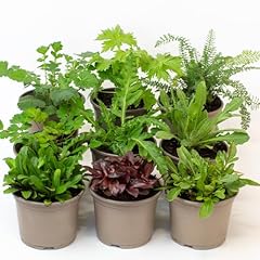 Alpine perennial plant for sale  Delivered anywhere in UK