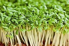 Cress seed microgreen for sale  Delivered anywhere in USA 