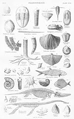 Paleontology antique lithograp for sale  Delivered anywhere in UK