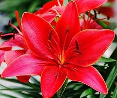 Red lily bulbs for sale  Delivered anywhere in USA 