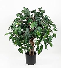 Ficus benjamini 60cm gebraucht kaufen  Wird an jeden Ort in Deutschland
