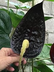 Generic 100pcs anthurium for sale  Delivered anywhere in USA 