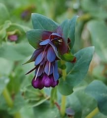 Wachsblume große violette gebraucht kaufen  Wird an jeden Ort in Deutschland