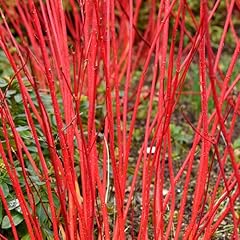 Cornus alba sibirica for sale  Delivered anywhere in UK