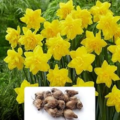 Golden ducat daffodil for sale  Delivered anywhere in UK