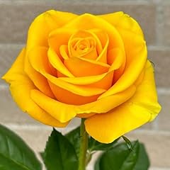 100 pcs yellow for sale  Delivered anywhere in USA 