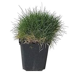 Bärenfellgras schwingelgras p gebraucht kaufen  Wird an jeden Ort in Deutschland