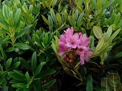 Rostblättrige alpenrose rhodo gebraucht kaufen  Wird an jeden Ort in Deutschland