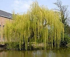 Salix chrysocoma weeping for sale  Delivered anywhere in Ireland