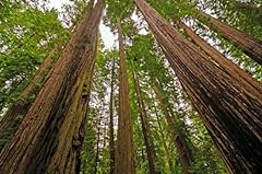Samen küstenmammutbaum sequoi gebraucht kaufen  Wird an jeden Ort in Deutschland