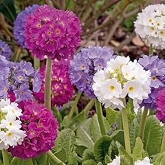 Carbeth plants primula for sale  Delivered anywhere in UK