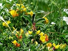 3000 samen lotus gebraucht kaufen  Wird an jeden Ort in Deutschland